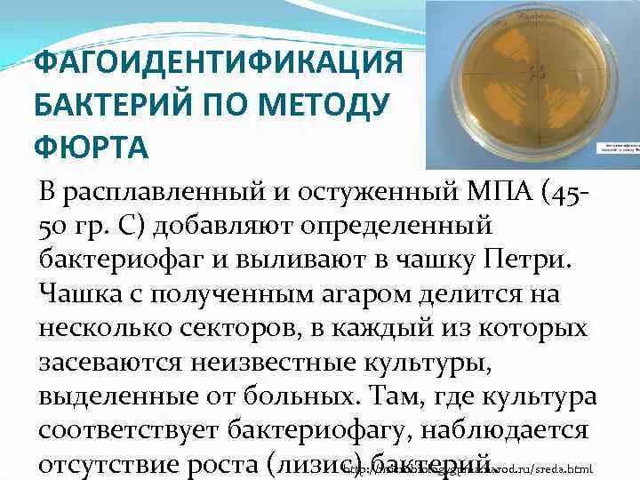Фаготипирование это. Фаготипирование это