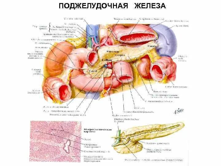 Органы брюшной полости поджелудочная железа. Расположение поджелудочной железы в организме человека схема. Анатомия брюшной полости поджелудочная железа. Внутренние органы человека поджелудочная железа схема расположения.