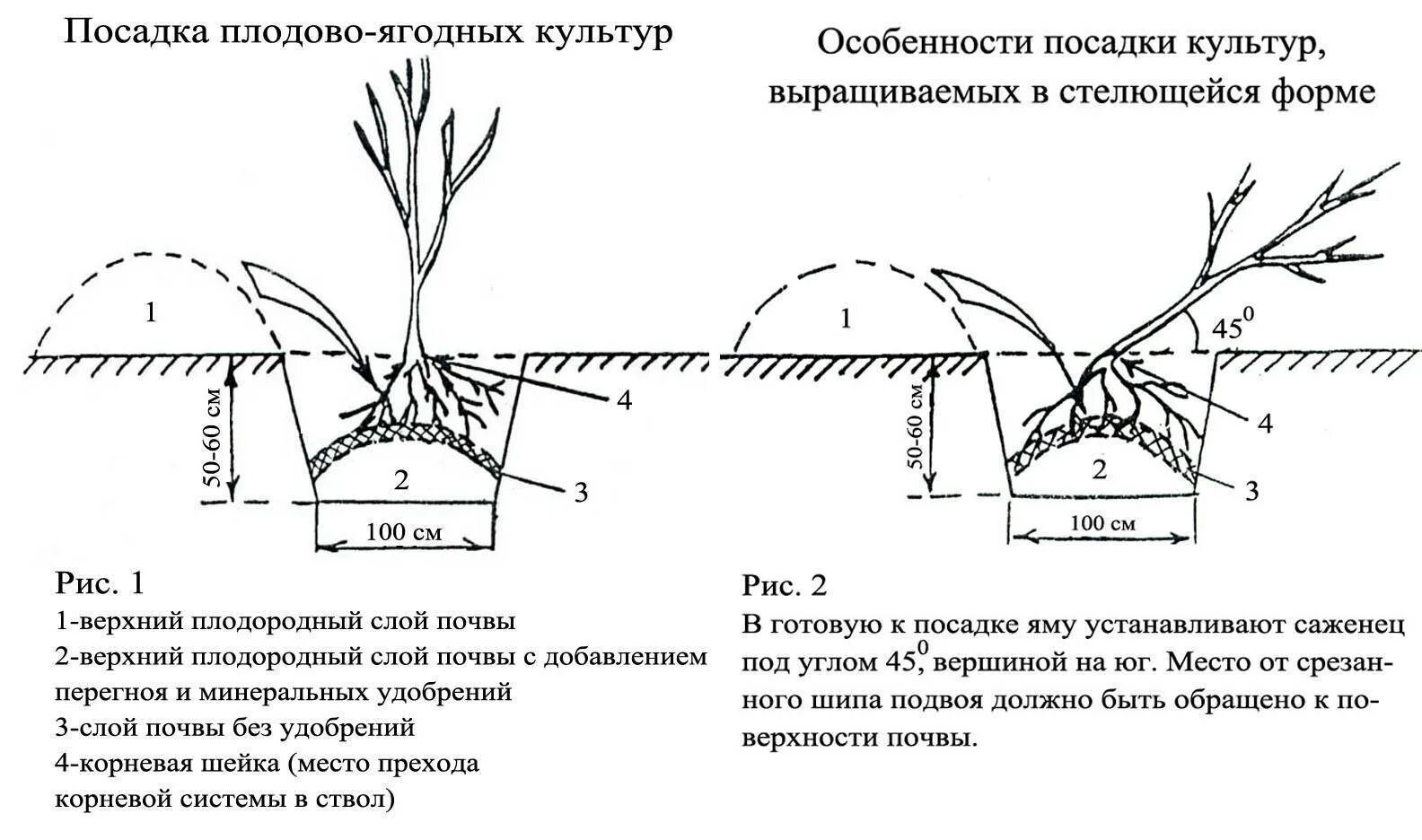 Схема посадка кустов смородины весной. Схема посадки саженца яблони. Схема посадки ягодных кустарников. Схема посадки саженцев смородины.