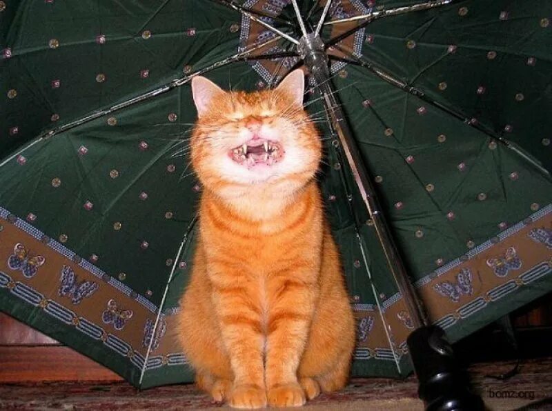 Рыжий кот под дождем. Рыжий кот и зонт. Рыжая кошка под дождем. Кот под зонтом.