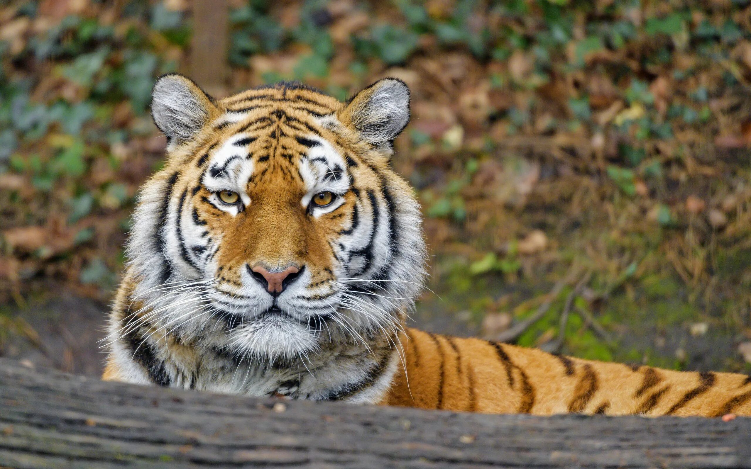 21 animal. Тигр. Животные тигр. Хищный тигр. Тигр обои.