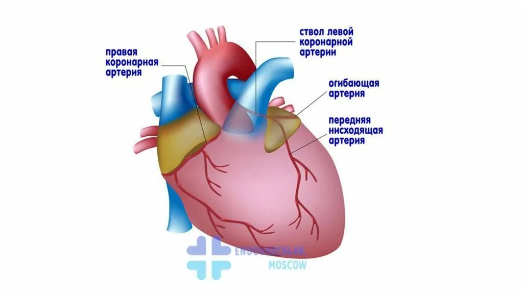Коронарные сосуды что это такое. Коронарные артерии. анатомия коронарных артерий сердца. коронарные сосуды сердца. венечные артерии сердца.