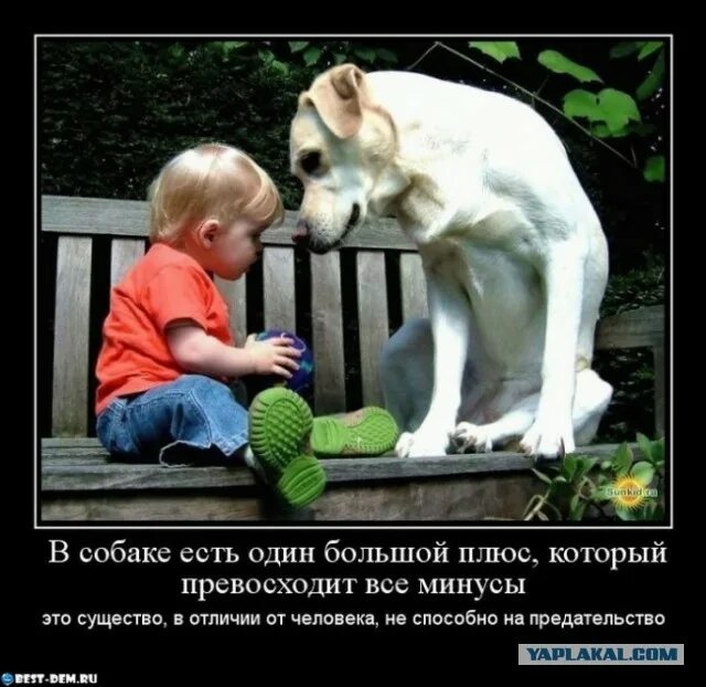Любовь к животным цитаты. Дети и собаки цитаты. собака друг человека. собака лучший друг человека. афоризмы про детей и собак.