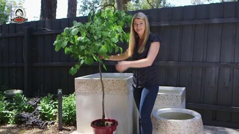 Plant big log