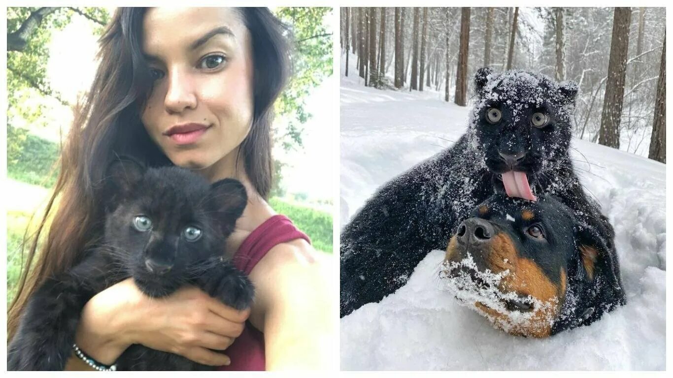 Пантера луна в каком городе. Пантера луна и венза. пантера луна и венза ротвейлер. luna the pantera виктория. пантера луна хозяйка вика.
