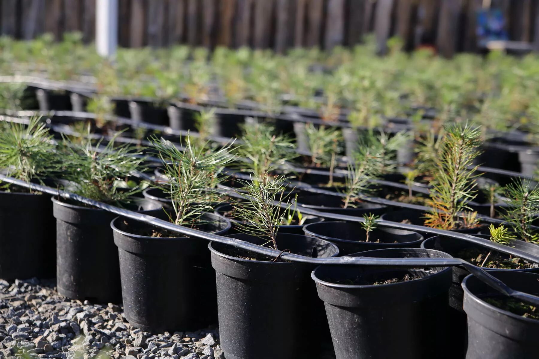 Как часто поливать черенки. Как часто поливать черенки. Черенки черенки роз. Герань отводки укоренить. Как часто поливать черенки.