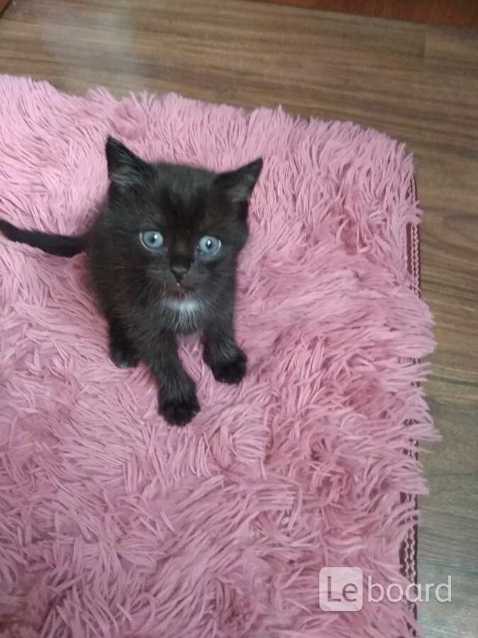 Как выглядит котенок в год Как выглядит котенок в 2 месяца обычный фото