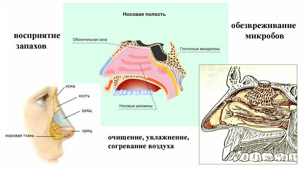 Обонятельная область носа. Обонятельная область полости носа. Обонятельная и дыхательная области носовой полости. Зоны носовой полости воспринимающие запахи. Носовая полость обонятельная область дыхательная область.