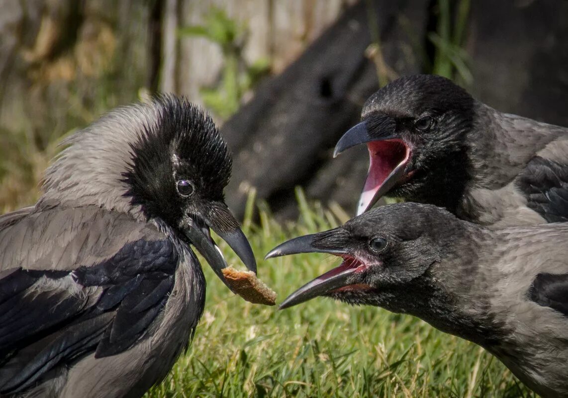 ворон клюв. вороны хохлятся. ворона смеется. кричащая ворона. ворона орет.
