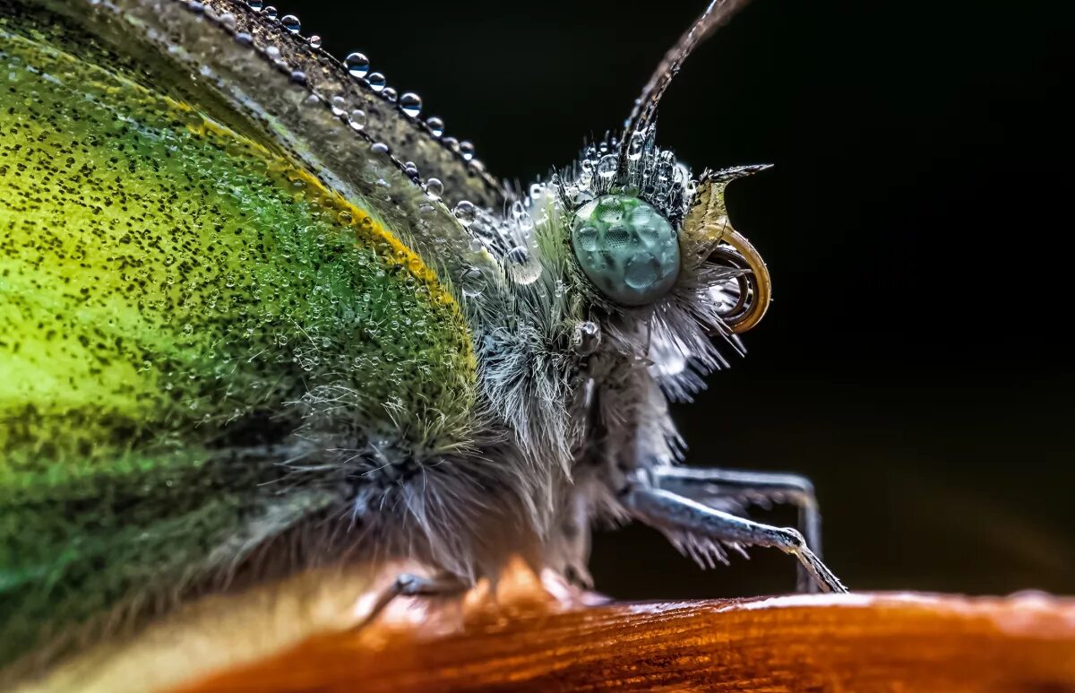 X macro. Макрообъектив laowa. laowa 24mm macro. объектив лаова. laowa 90.