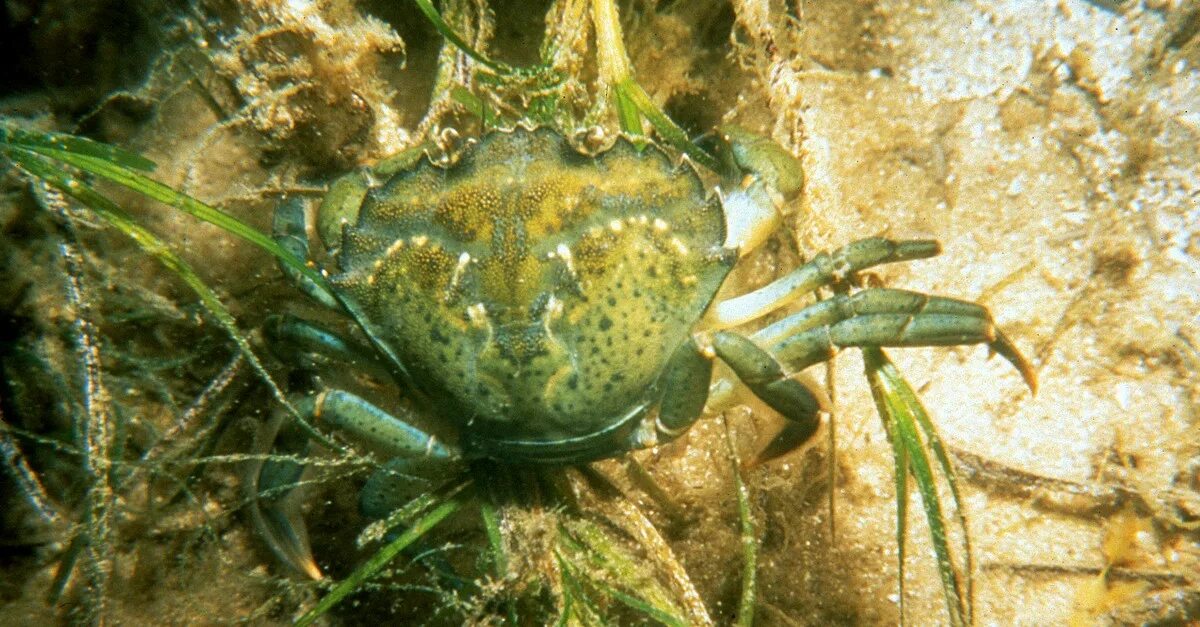 Клещи краба. Carcinus Maenas. Краб Carcinus. Европейский зеленый краб. Carcinus Maenas чёрное море.