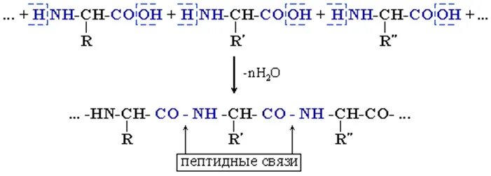 Схема реакции поликонденсации аминокислот. Реакция поликонденсации аминокислот. Реакция поликонденсации аминокислот образование пептидов. Реакция поликонденсации аминокислот в полипептид. Глицин полипептид