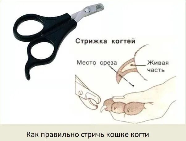 Когда можно стричь ногти котенку. Как стричь когти котенку когтерезкой. как правильно подстричь когти коту когтерезкой. как правильно стричь когти кошке когтерезкой в домашних условиях. как стричь коту когти специальными ножницами.