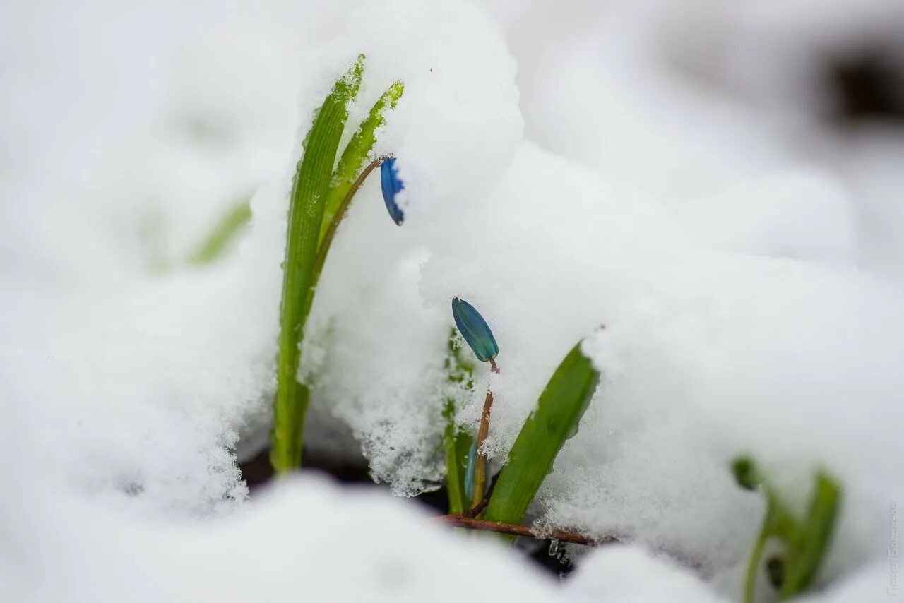 Пролеска Росток. Растения под снегом. Цветы зимой. Цветы в снегу. Снежок подснежник