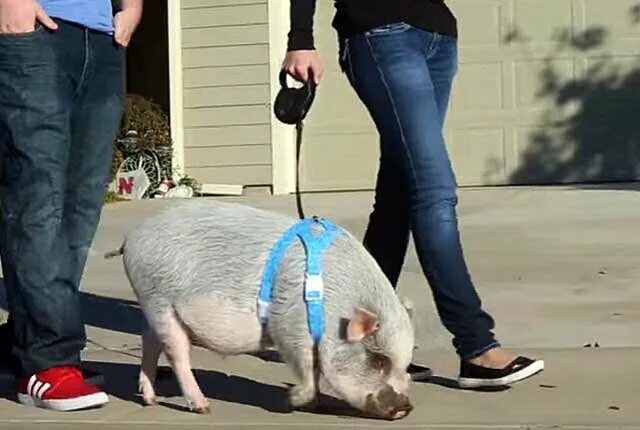 Домашние свиньи в квартире. Анастасия мельникова минипиг. Минипиг вес. Микро пиги взрослые. Пиг минипиг.