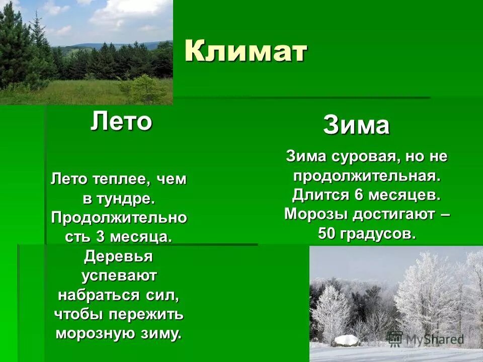 Характеристика зоны лесов 4 класс окружающий мир. Характеристика лесных зон 4 класс окружающий мир. Лесные зоны климат зимой и летом. Характеристика лесных зон 4 класс окружающий мир. Климатические условия зоны лесов россии.
