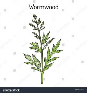 Wormwood перевод