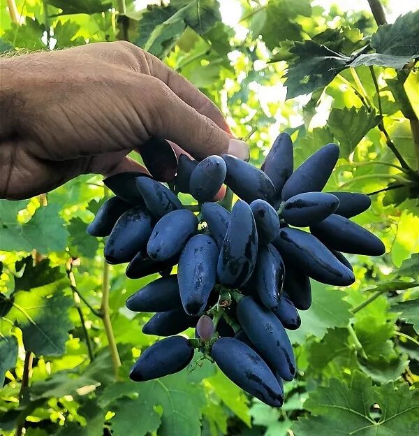Сорт винограда эмир фото. Виноград сорт викинг. сорт винограда ведьмины пальцы. виноград ведьмины пальчики. виноград эмир.