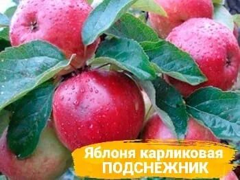 Яблоня карнавал описание сорта