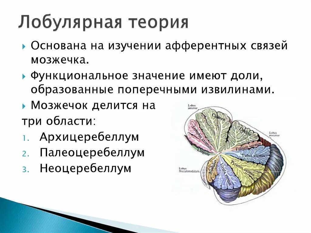 Анатомическое строение мозжечка. Листки мозжечка анатомия. Функциональная анатомия мозжечка. Функциональное строение мозжечка.