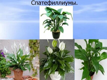 Какие растения в школах