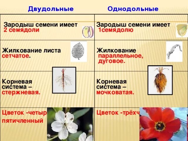 Покрытосеменные имеют семена. Цветки однодольных и двудольных растений. Цветок трехчленного типа у однодольных. Четырех пятичленный цветок. Пятичленный цветок у двудольных.