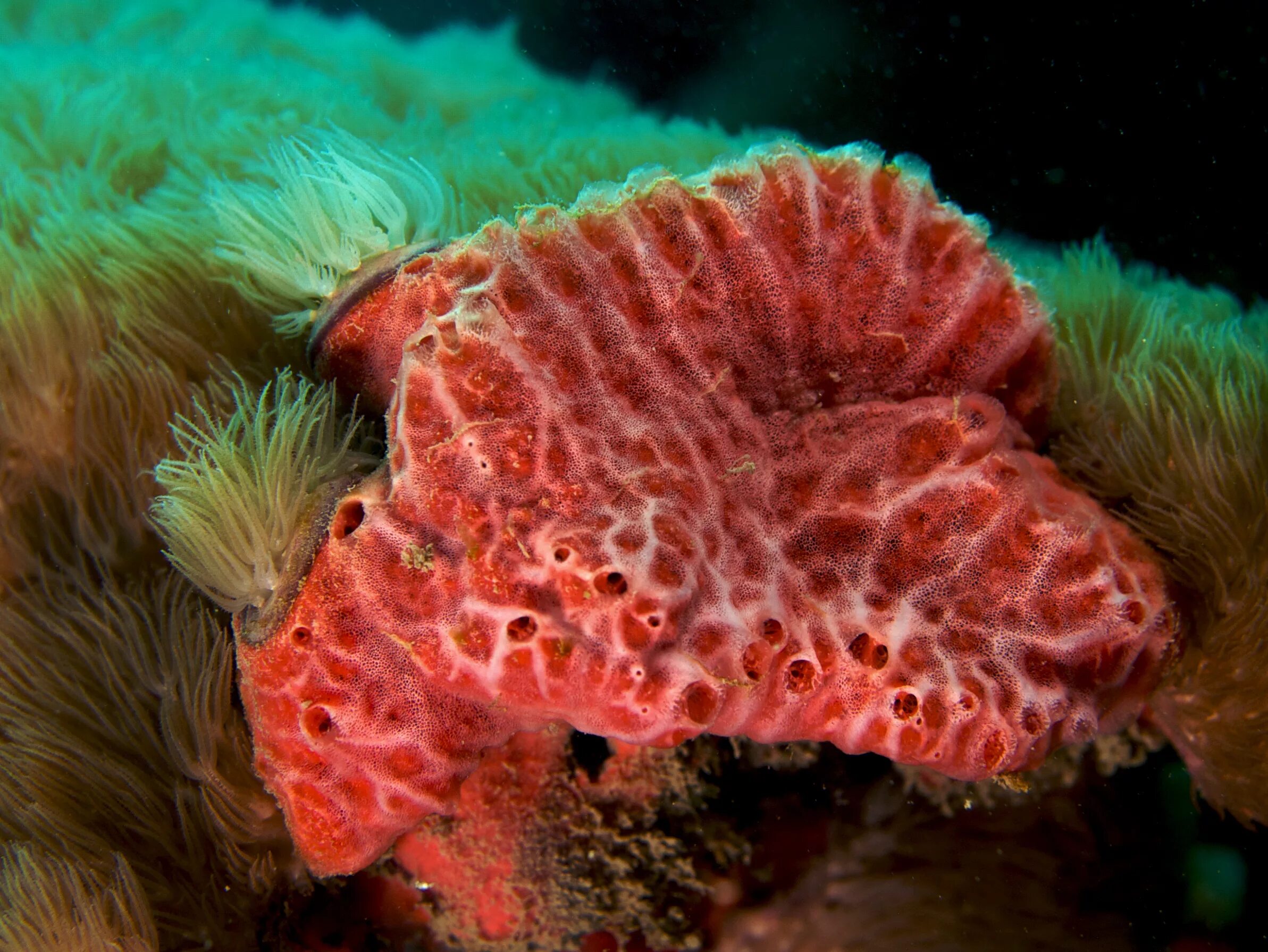 Губки моллюски. Губки Porifera Spongia. Кальцинейные губки. Акантелла губка. Леукандра губка.