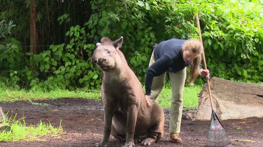 Advantages of keeping animals in zoos
