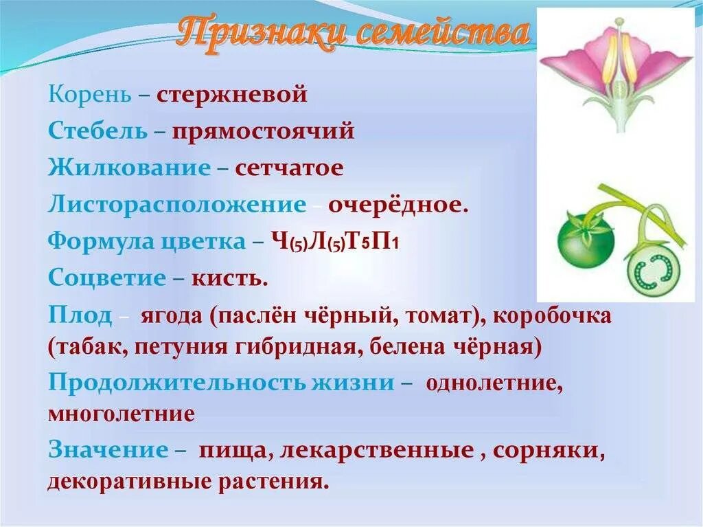 Растения семейства пасленовых ответ. Характеристика класса двудольных растений семейства Пасленовые. Охарактеризовать семейство Пасленовые. Представители семейства Пасленовые 6 класс. Биология 6 класс описание семейство пасленовых.