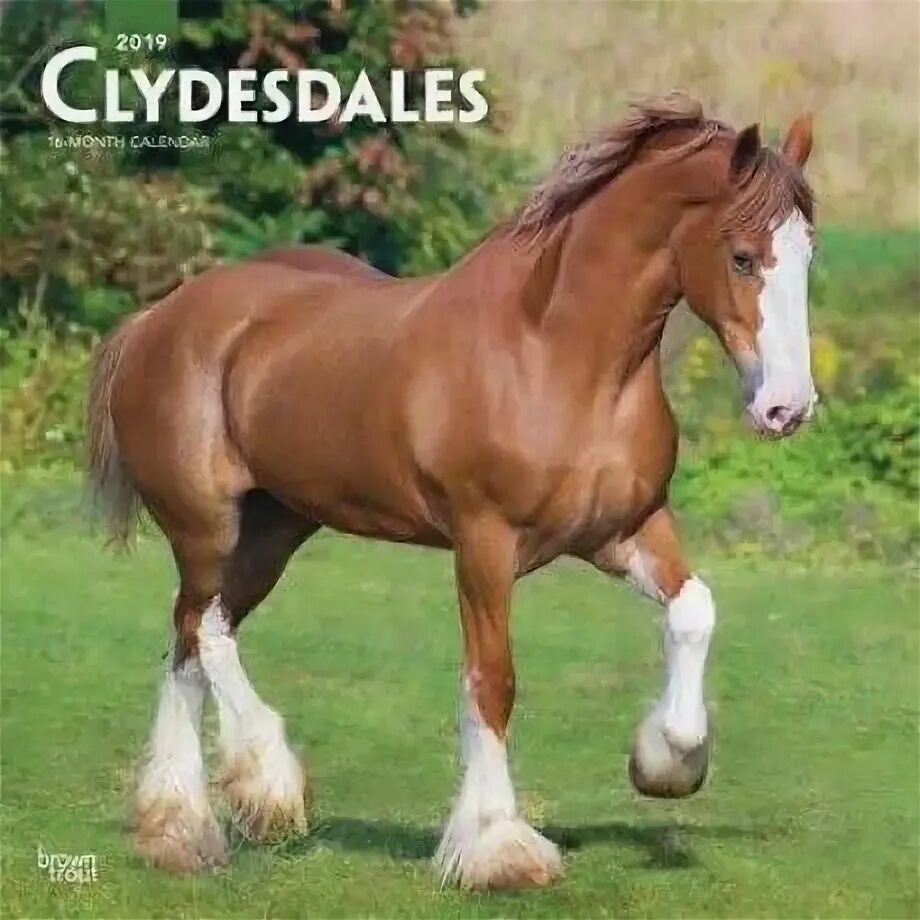 Clydesdale Horses, Clydesdale horses, Clydesdale horses budweiser