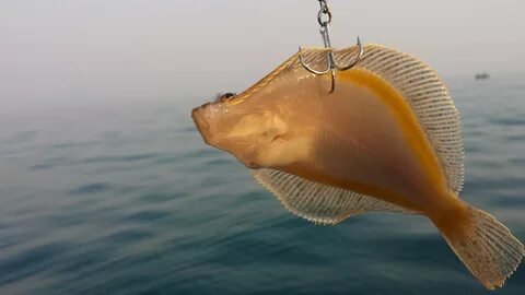 Среда обитания морской камбалы
