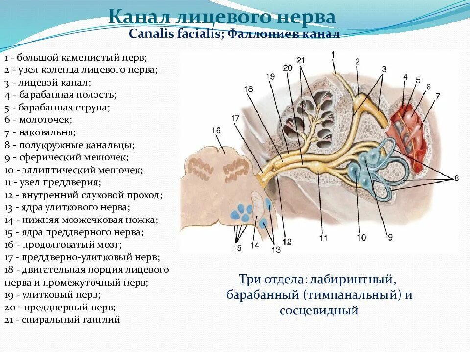 Барабанный отдел лицевого нерва. Выходное отверстие канала лицевого нерва. Каким отверстием заканчивается канал лицевого нерва. Канал лицевого нерва височной кости.