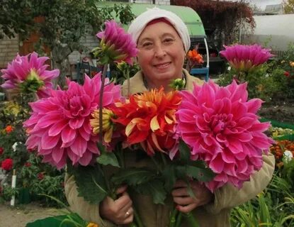 Георгины на авито