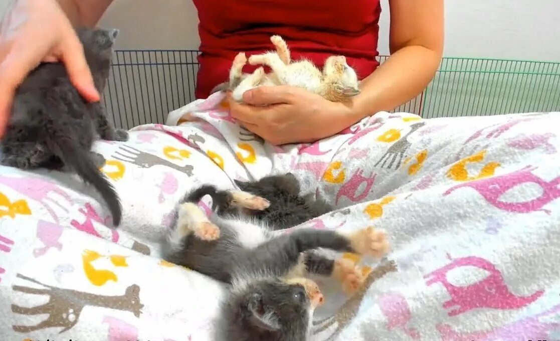 Есть мама у котенка. Забота о потомстве домашних животных. Котенок вместо ребенка. Мама кошка и котята видео. Кот дергается и мяукает во сне.