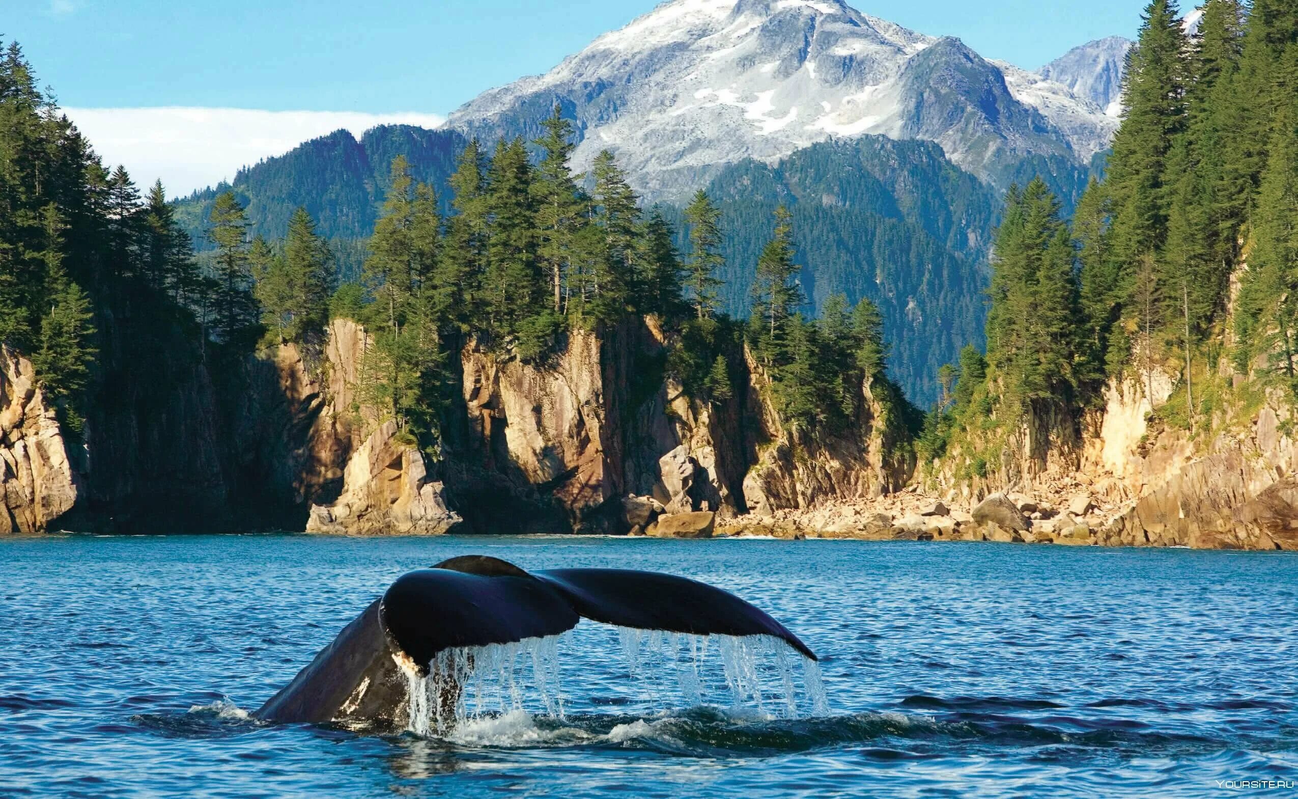 Национальный парк Кенай-Фьордс Аляска. Национальный парк Кенай-Фьордс Аляска киты. Река Кенай Аляска. Кенай (национальный резерват дикой природы). Аляска кит