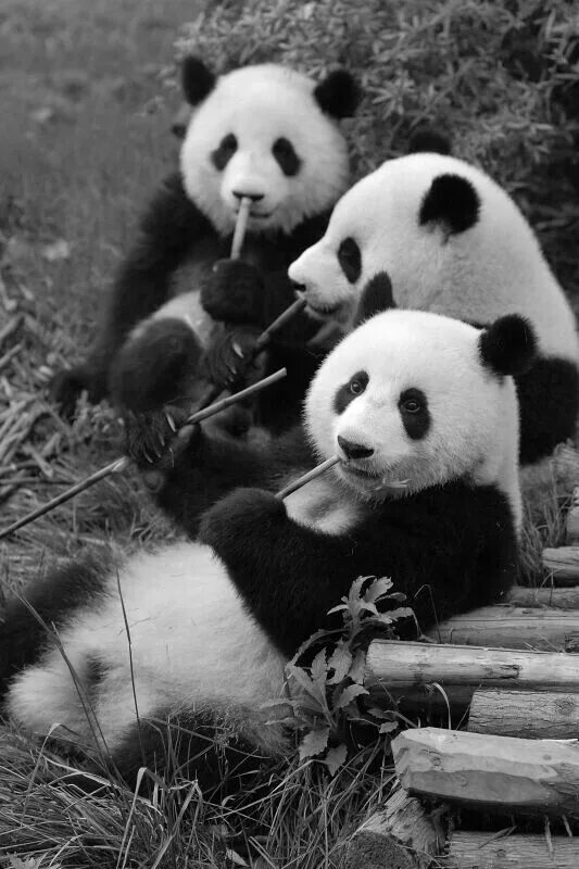 It is a panda