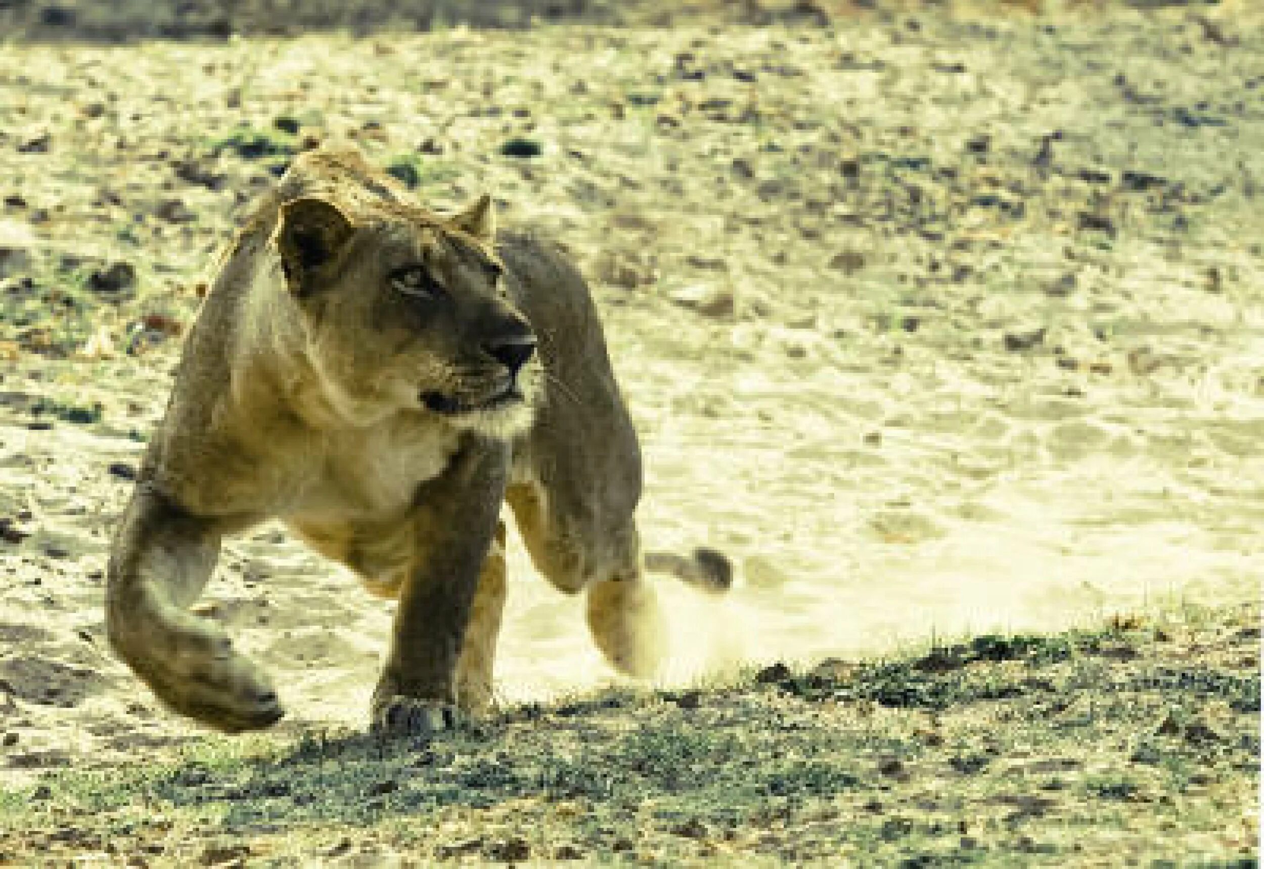 Лев гонится. Лев бежит. Скорость Льва. Лев в Кенгурушке.. Луангва.