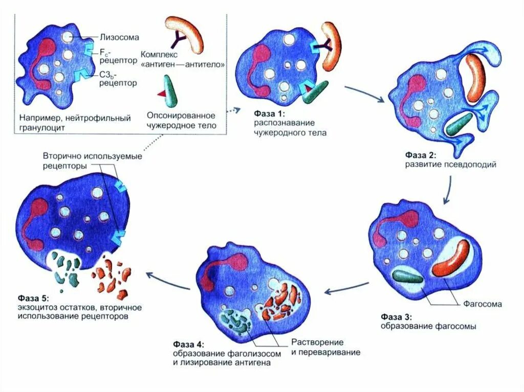 Фагоцитоз лизосома. Фагоцитоз образование фагосомы. Схема образования фагоцитоза. Рецепторы фагоцитоза иммунология. Схема фагоцитоза лизосом.