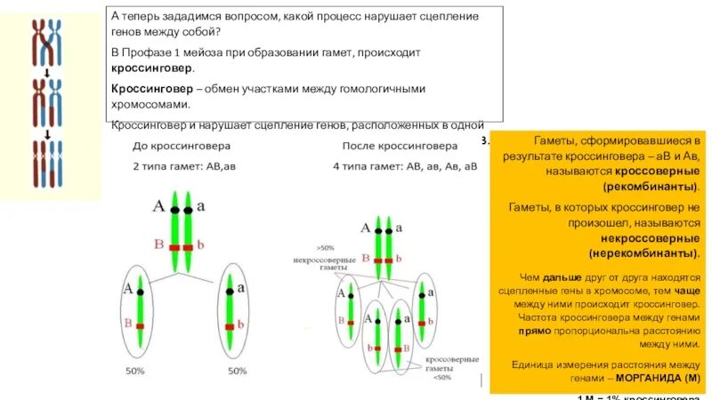 Частота нарушения сцепления генов. Схема кроссинговера при мейозе. Кроссинговер между генами отсутствует.. Сцепление генов. Кроссинговер. Генетические и цитологические карты. Обмен участками между гомологичными хромосомами в процессе мейоза.