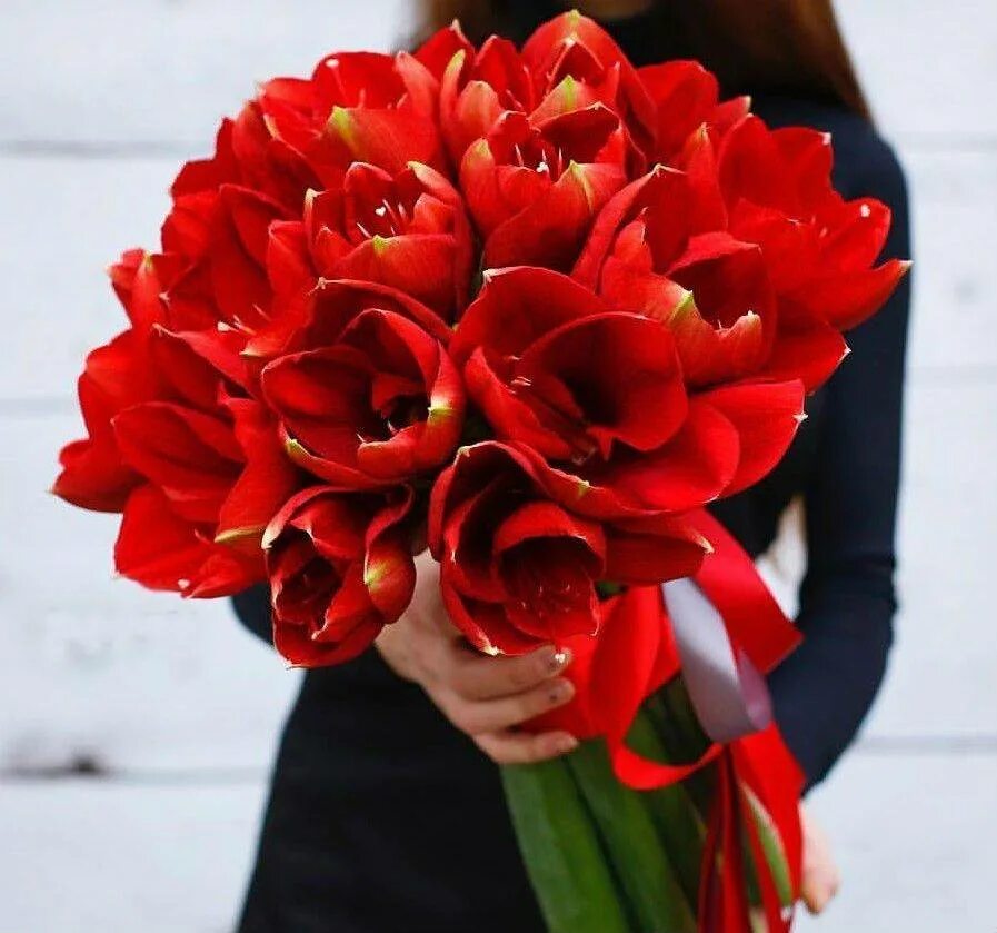 Bouquet Amaryllis festives Fleur de noel, Fleurs, Decoration noel