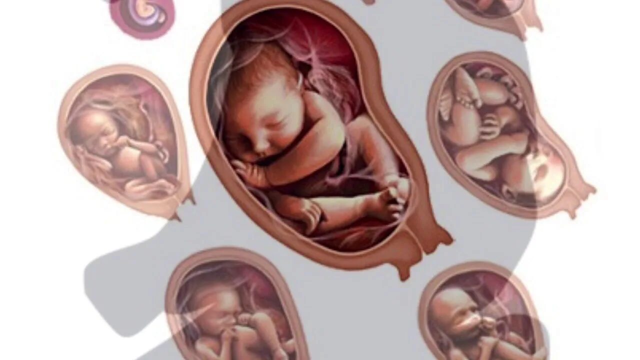 Ут детям. Младенец в утробе. Положение ребёнка перед родами. Ягодичное предлежание 2 позиция. Как понять в утробе.