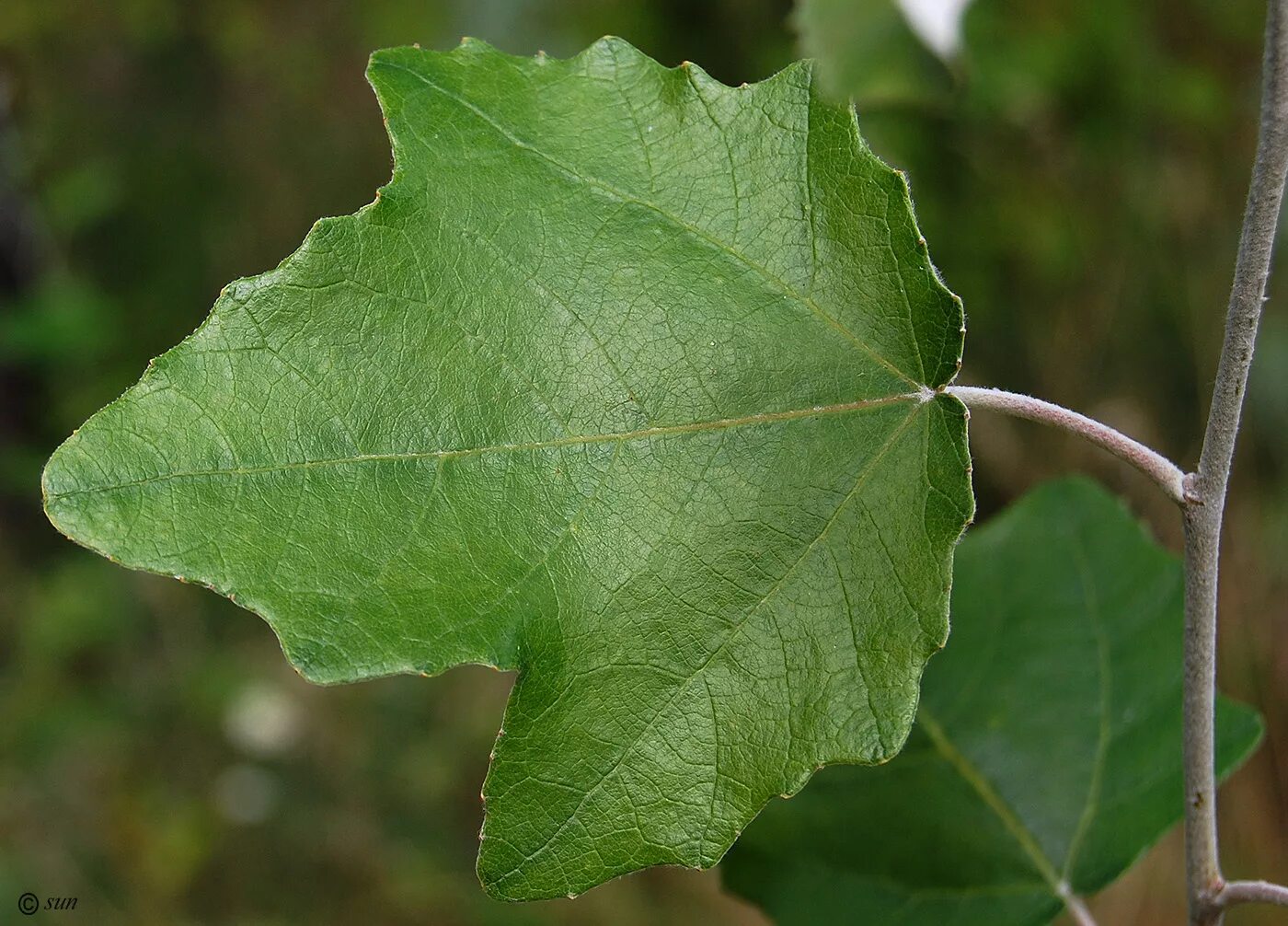 См листья по краю. Populus Alba листья. Тополь крупнозубчатый. Тополь крупнозубчатый (Populus grandidentata). Populus Alba Тополь белый.