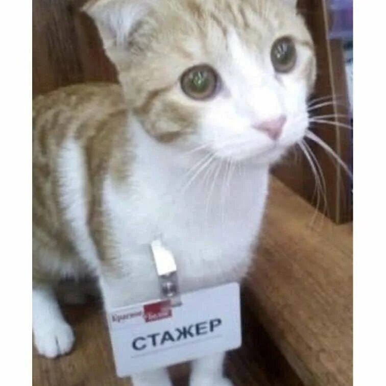 Шутки про стажеров. Кот стажер мем. Стажер мемы. Стажировка мем. Стажер мемы.