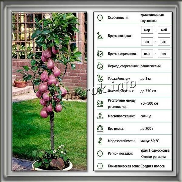 На каком расстоянии сажать колоновидные яблони. Схема посадки колоновидных яблонь весной. Колоновидные плодовые деревья схема посадки. Схема посадки саженца колоновидной яблони. Посадка колоновидной яблони.