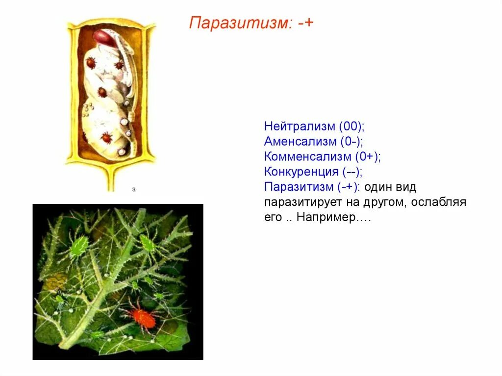 Аменсализм конкуренция. Аменсализм. Типы отношений комменсализм мутуализм и аменсализм. Мутуализм нейтрализм конкуренция. Межвидовые взаимодействия примеры.