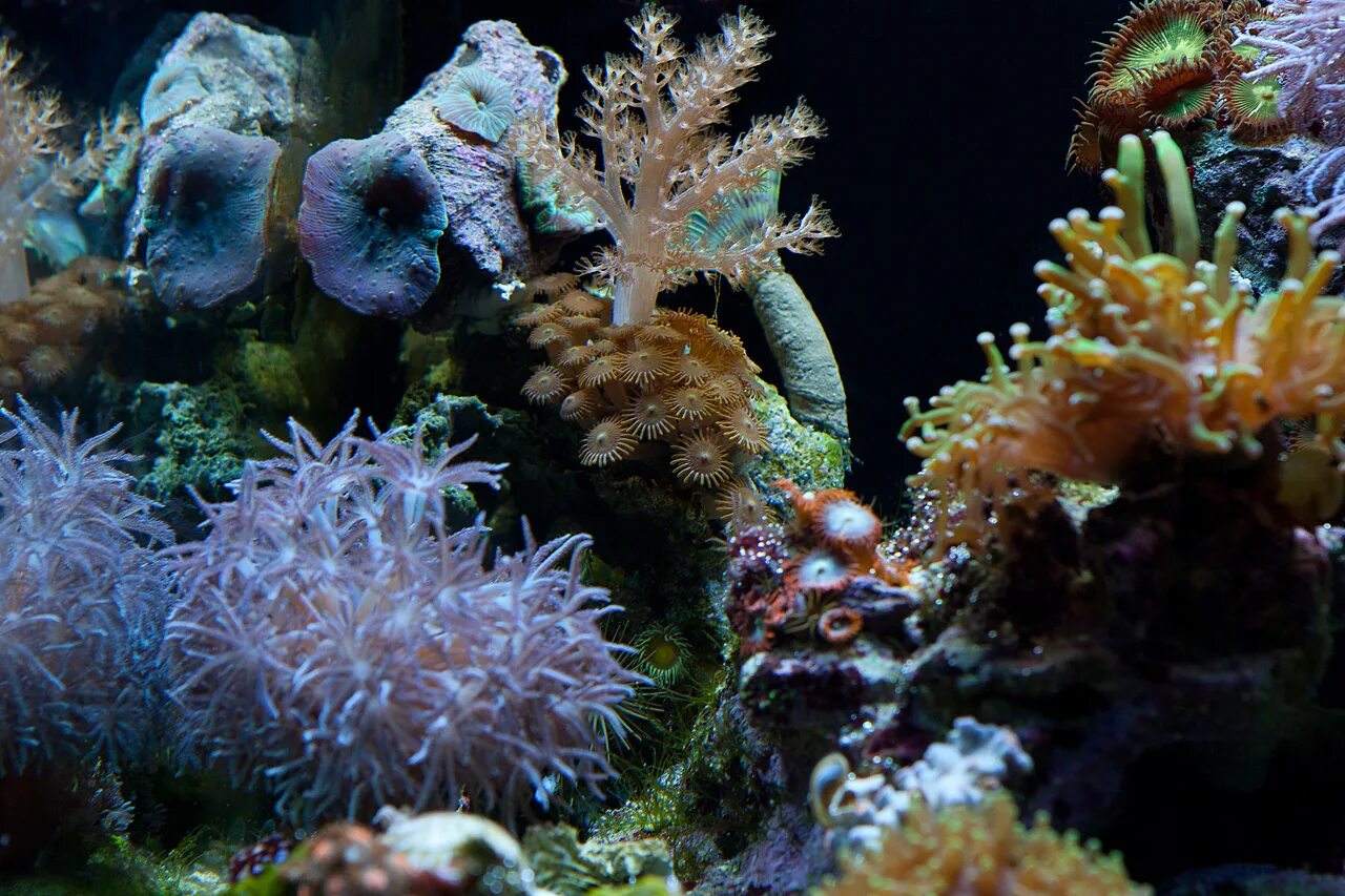 Морской аквариум. Морская звезда в аквариуме. Зоантусы. Рифцентрал морской. Reefcentral