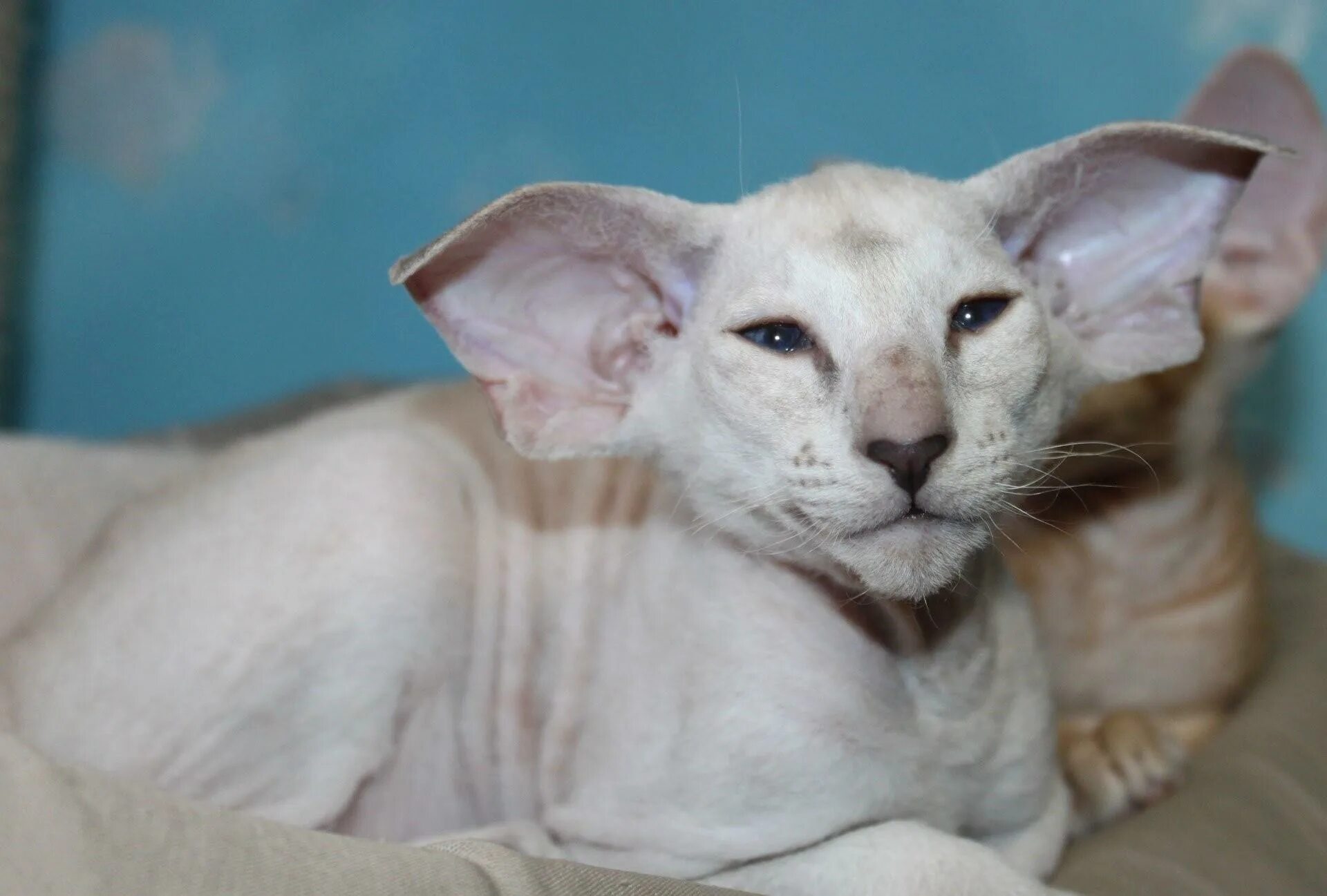 Сфинкс петерболд. Лысые ориенталы. Порода сфинкс петерболд. Сфинкс кошка петерболд. Петерболд ориентал.