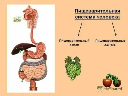 Органы образующие пищеварительный канал