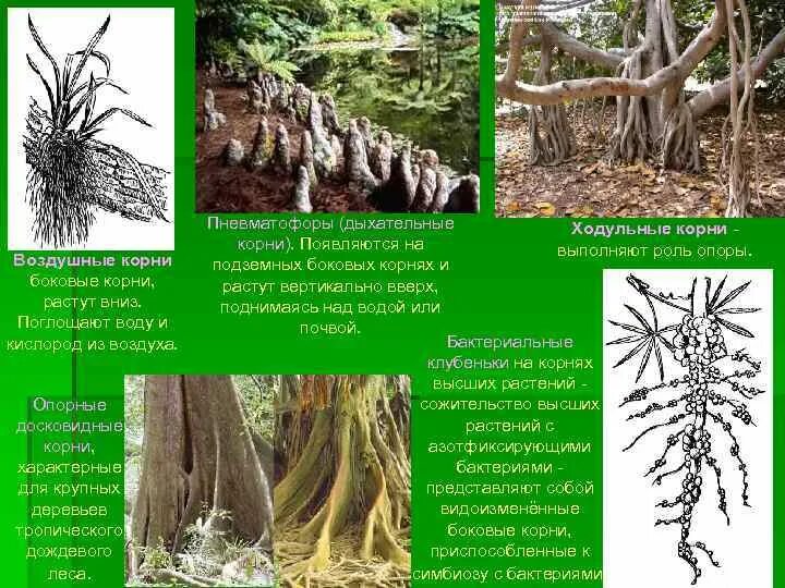 У каких растений есть корень. Ходульные корни ботаника. Досковидные опорные корни. Опорные ходульные корни. Что такое ходульные корни и воздушные корни.