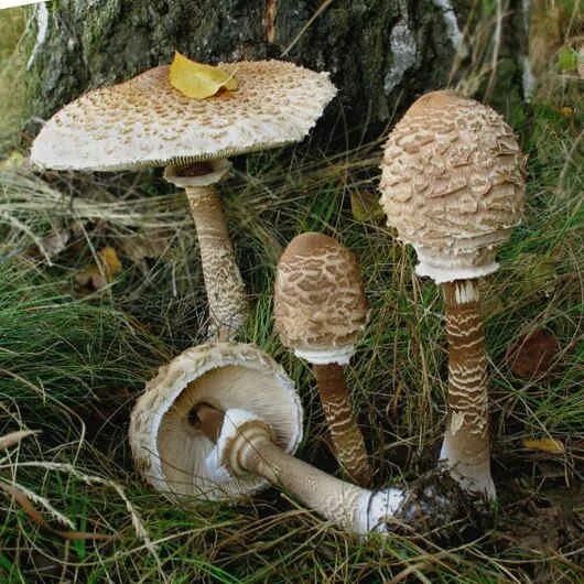 Как приготовить зонтик пестрый. Гриб-зонтик краснеющий (chlorophyllum rhacodes). Как приготовить зонтик пестрый. Гриб зонтик коричневый. Гриб-зонтик пёстрый.